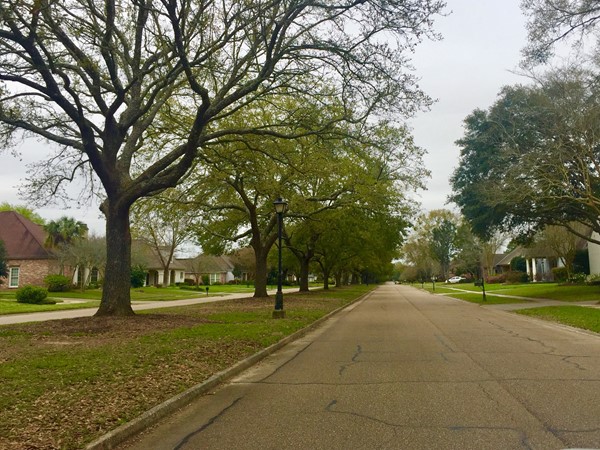 Shady tree-lined Woodgate Boulevard