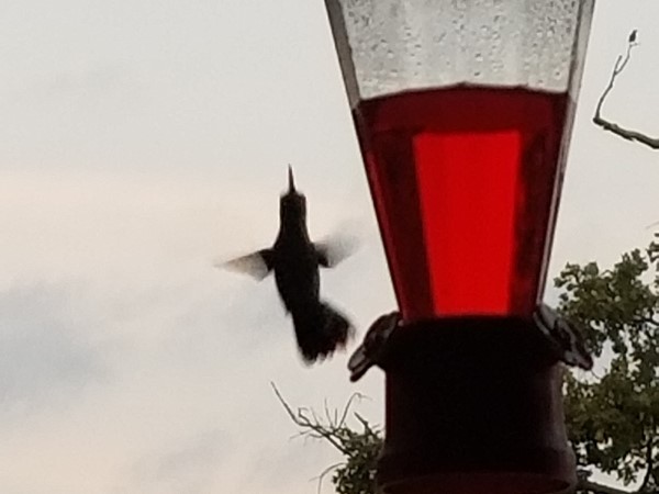 This little hummingbird was hitting the feeder this morning  