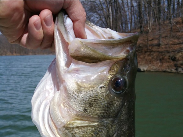 Caught and released! Largemouth Bass (5.8 pounds) caught at Riss Lake, March 30th, 2015