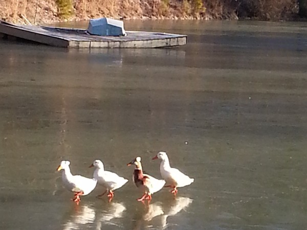 RE/MAX Agents have their ducks in a row