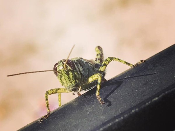 Grasshopper in Flint 