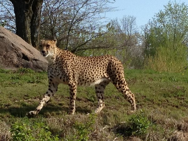 Cheetah at Kansas City Zoo